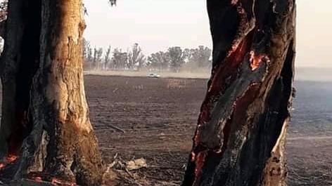 Gran cantidad de hectáreas sufrieron el paso del fuego.