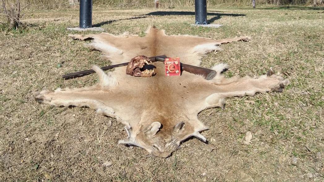El cuero del puma ya faenado, a pesar de que es una especie protegida.