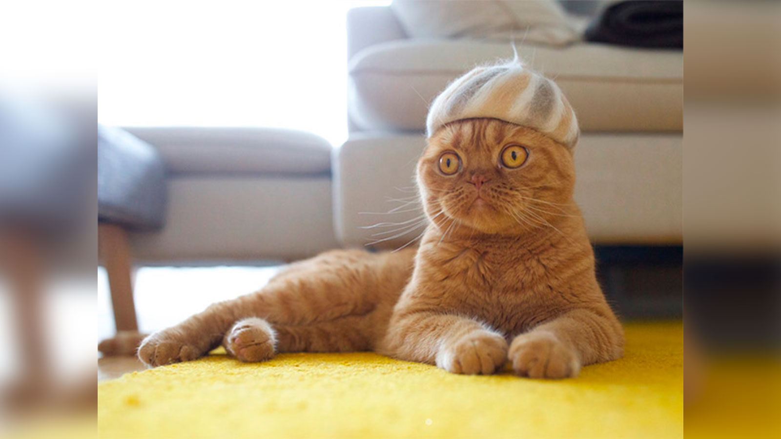 Un fotógrafo crea sombreros hechos con los pelos de sus gatos