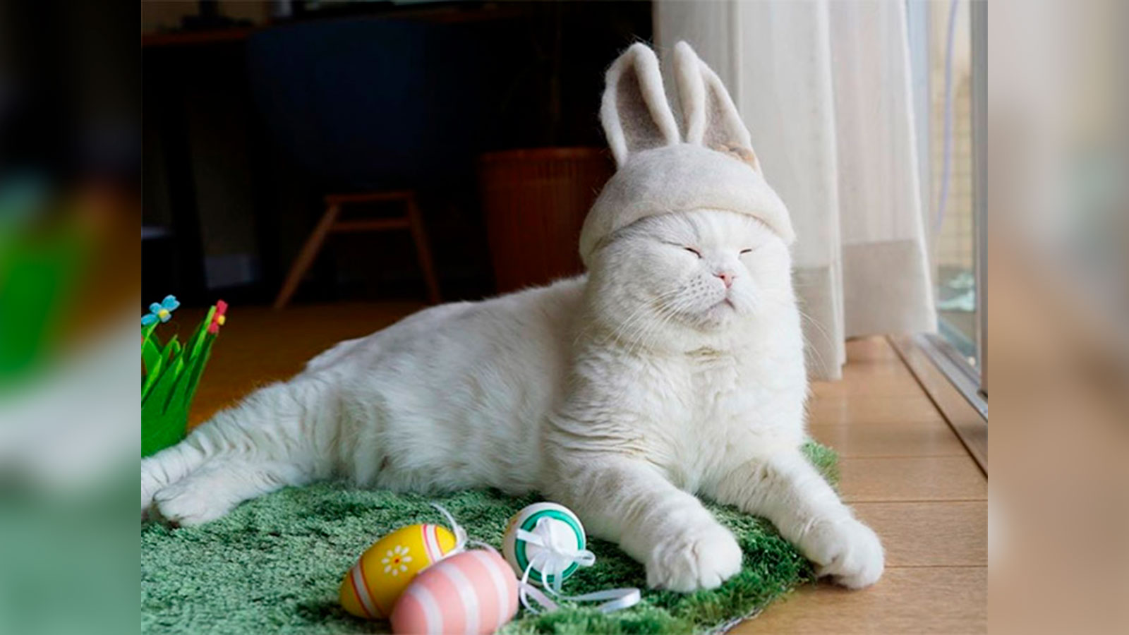 Un fotógrafo crea sombreros hechos con los pelos de sus gatos