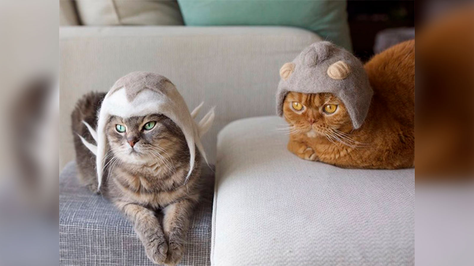 Un fotógrafo crea sombreros hechos con los pelos de sus gatos