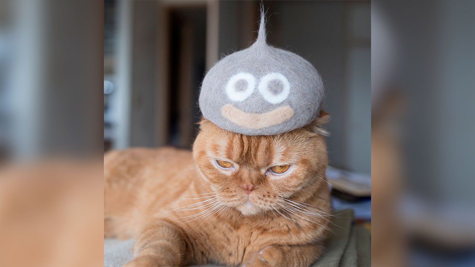 Un fotógrafo crea sombreros hechos con los pelos de sus gatos