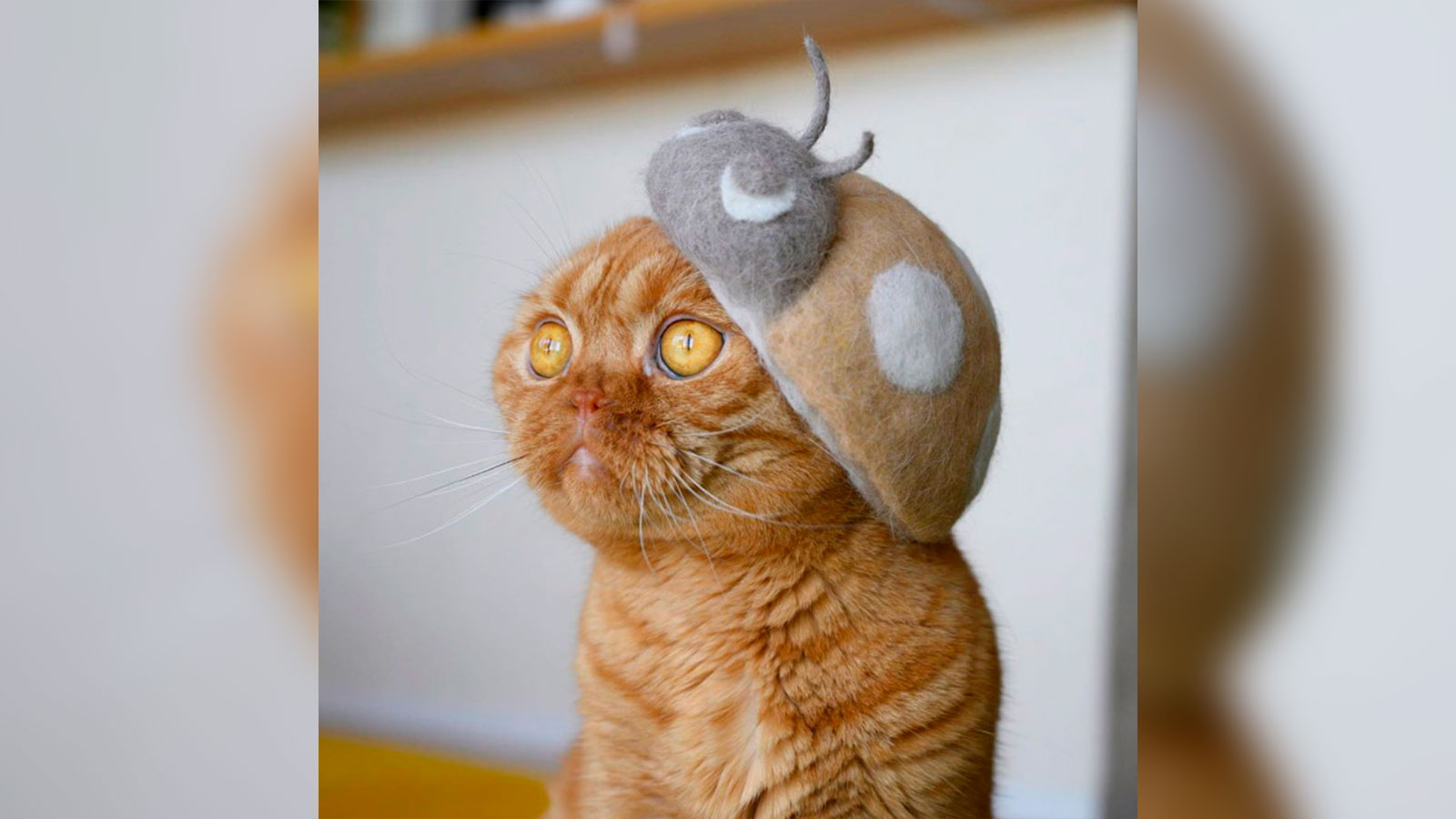 Un fotógrafo crea sombreros hechos con los pelos de sus gatos