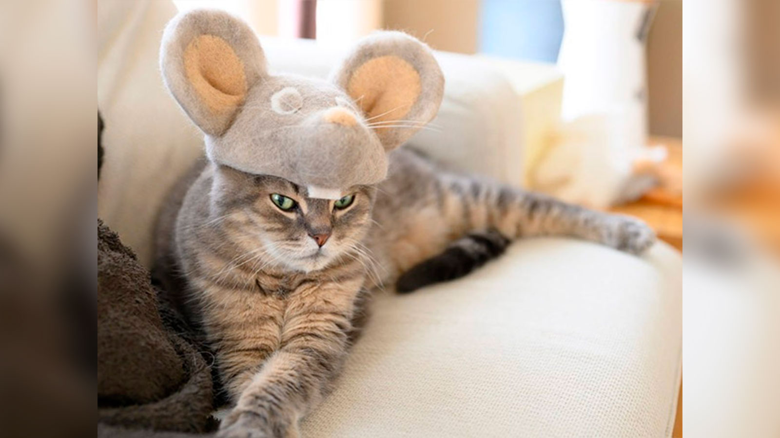 Un fotógrafo crea sombreros hechos con los pelos de sus gatos