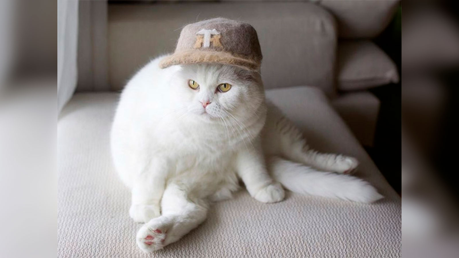Un fotógrafo crea sombreros hechos con los pelos de sus gatos