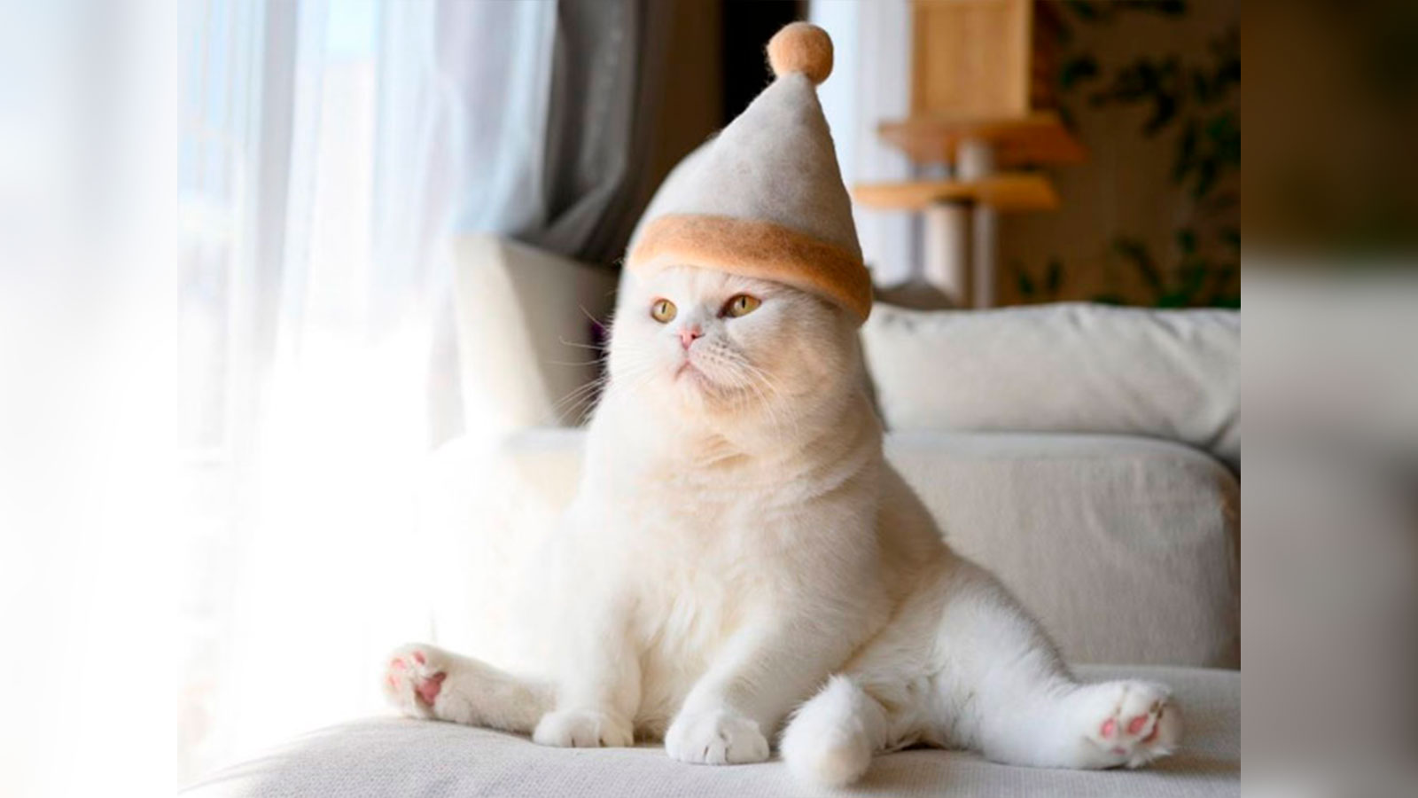 Un fotógrafo crea sombreros hechos con los pelos de sus gatos