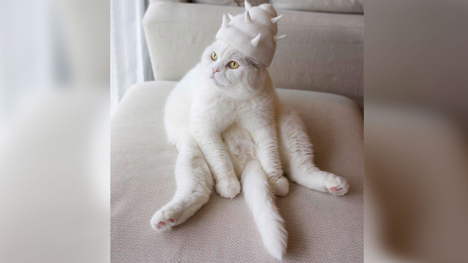 Un fotógrafo crea sombreros hechos con los pelos de sus gatos