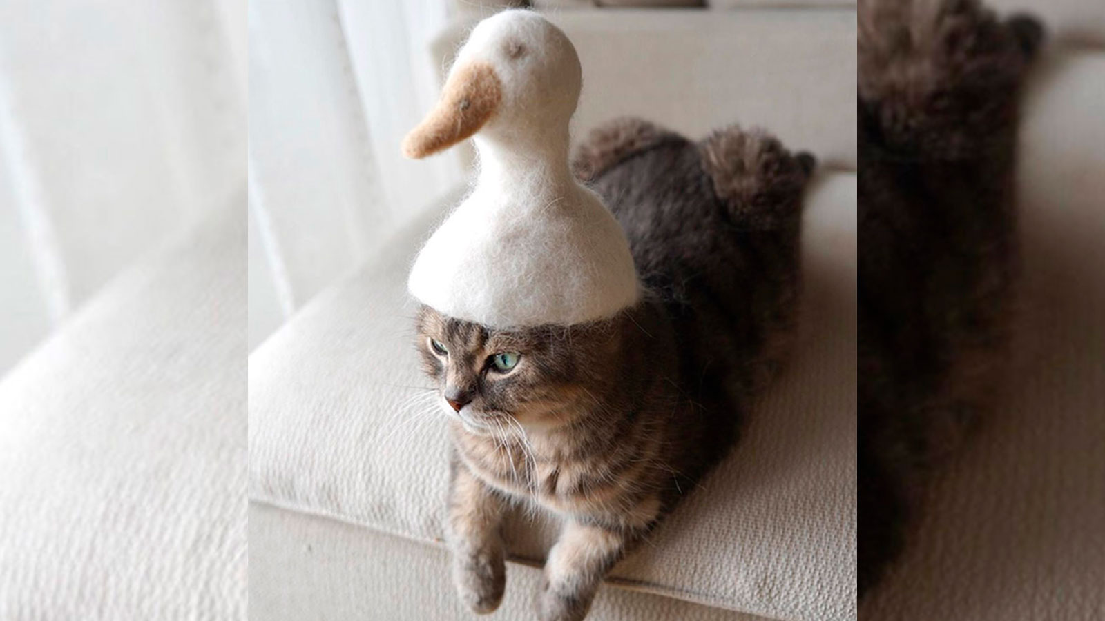Un fotógrafo crea sombreros hechos con los pelos de sus gatos