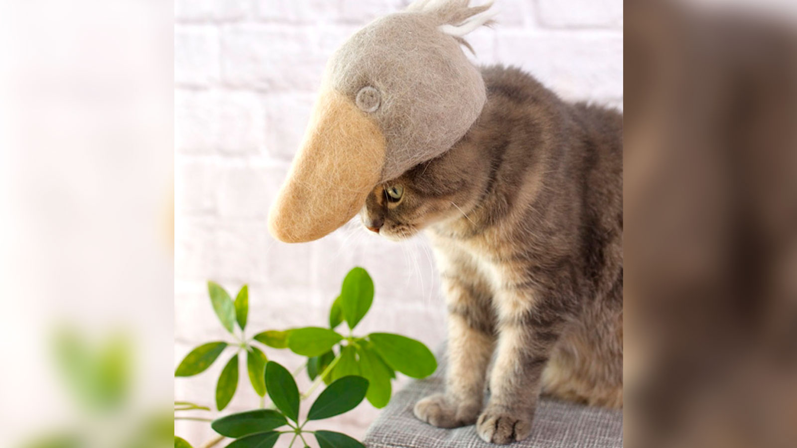 Un fotógrafo crea sombreros hechos con los pelos de sus gatos