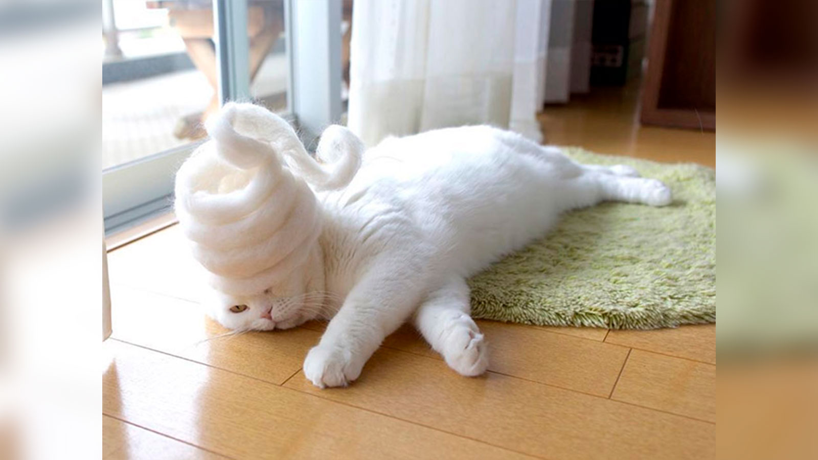 Un fotógrafo crea sombreros hechos con los pelos de sus gatos