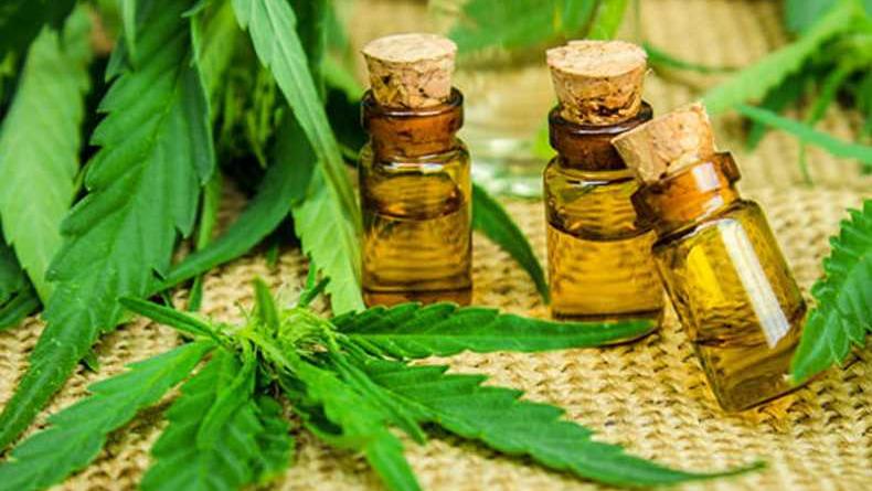 Jujuy aprobó ley para producir desde el Estado aceite de cannabis medicinal