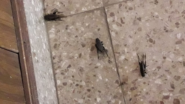 Están en todos los rincones.