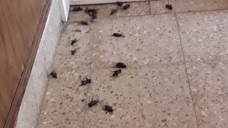 Están en todos los rincones.