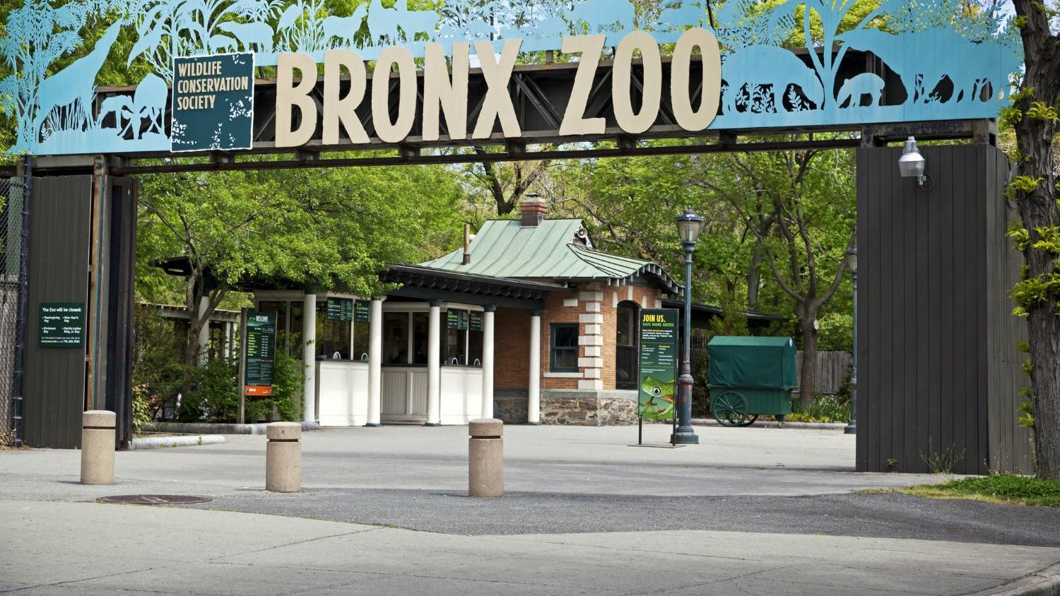 Coronavirus en el reino animal: 5 tigres y 3 leones infectados en un mismo zoo