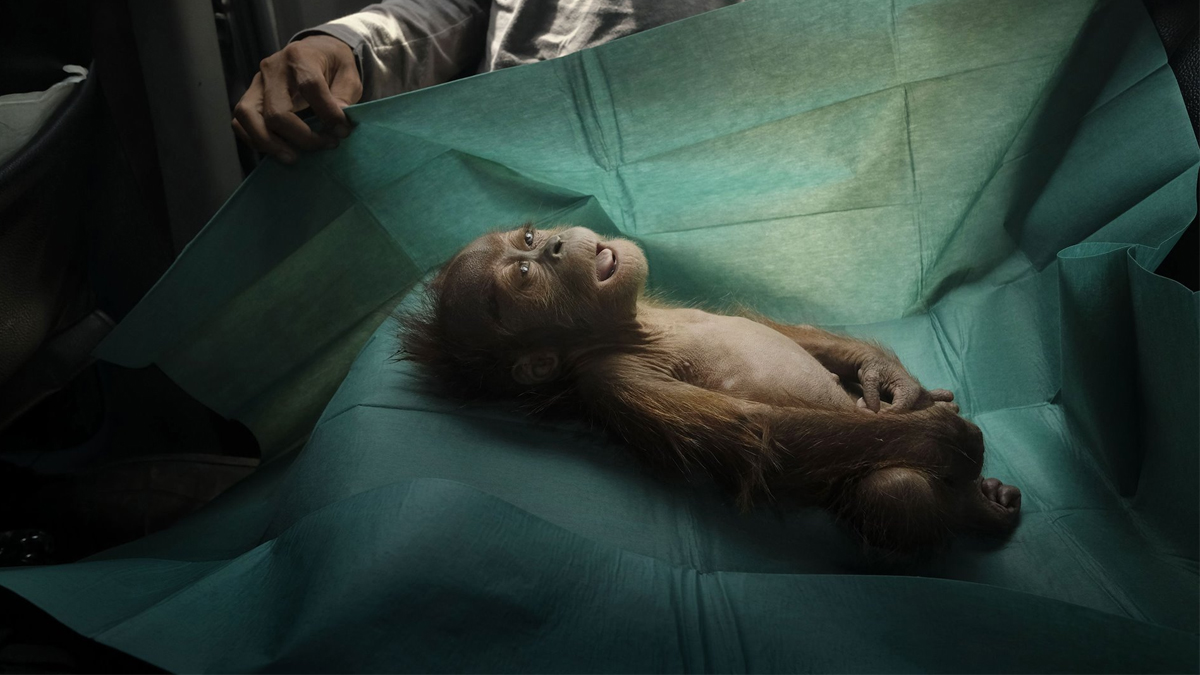 Estas son las fotografías ganadoras del World Press Photo 2020
