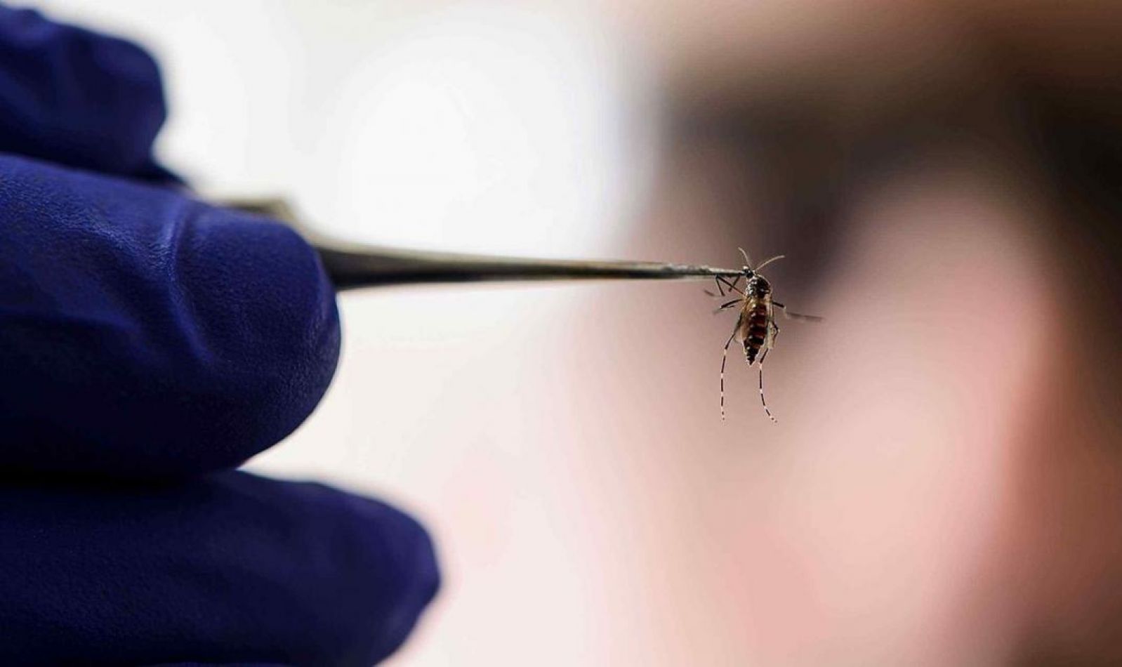 Hay en la provincia 268 pacientes que contrajeron dengue.