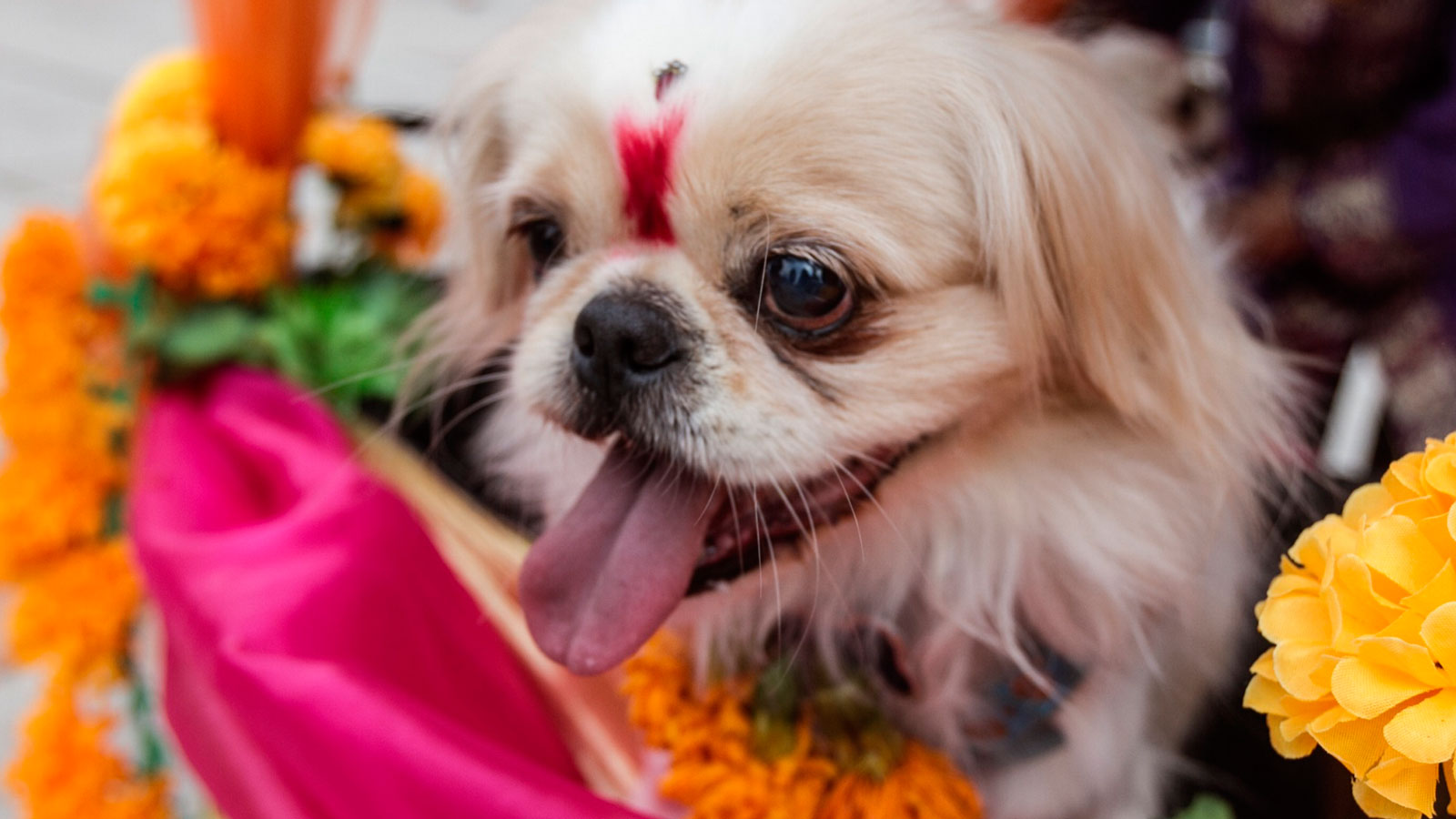 Kukur Tihar, el festival que celebra a los perros