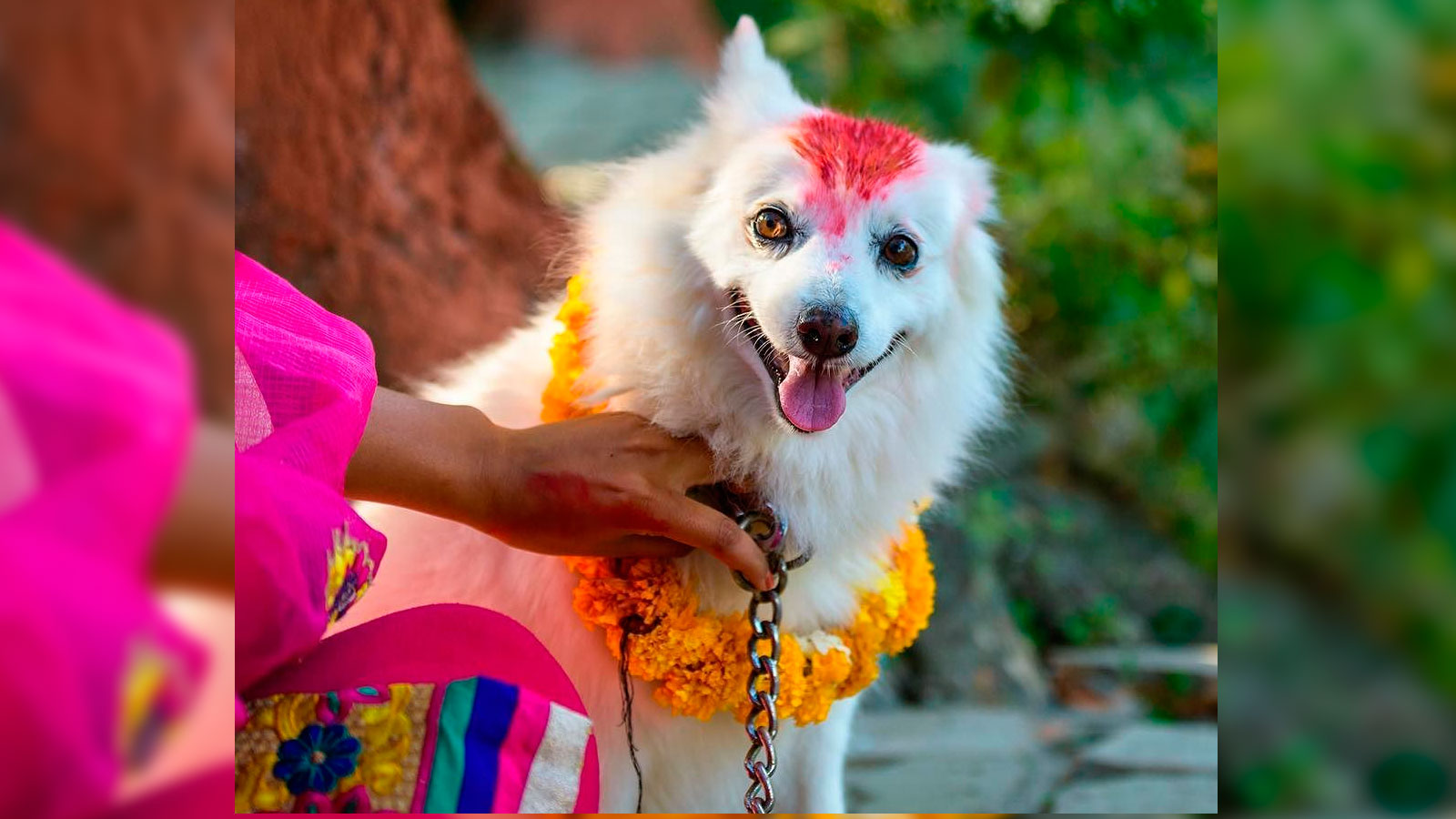 Kukur Tihar, el festival que celebra a los perros