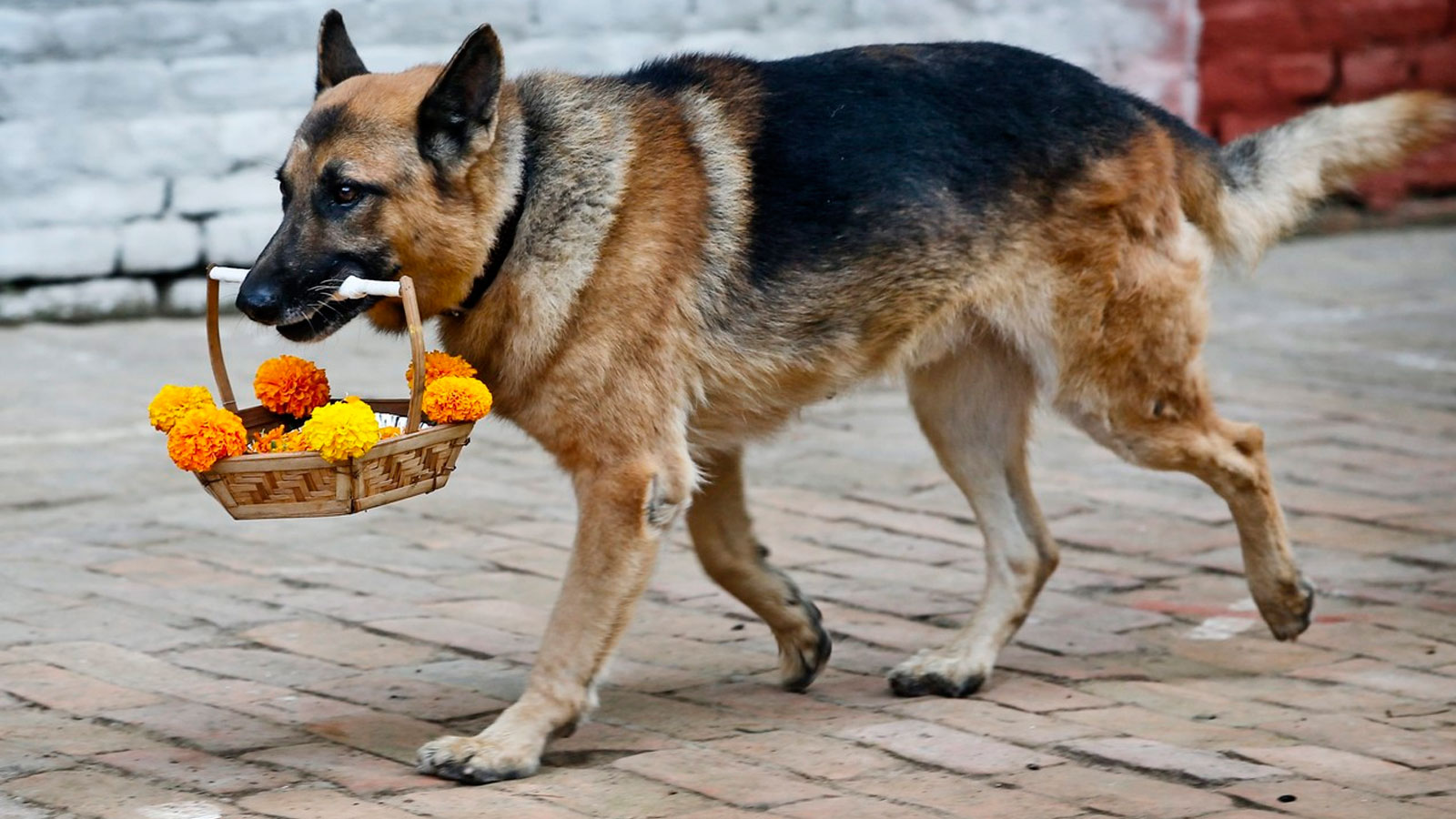 Kukur Tihar, el festival que celebra a los perros