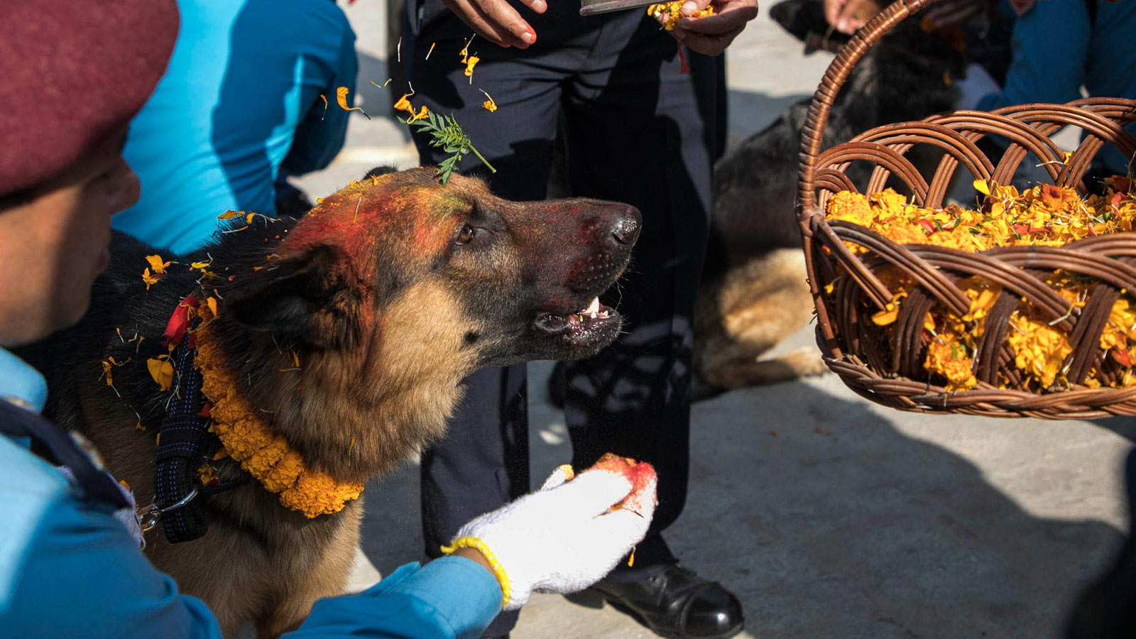 Kukur Tihar, el festival que celebra a los perros