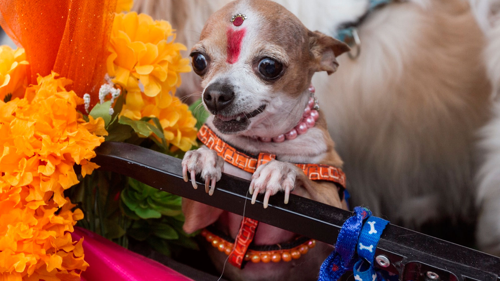 Kukur Tihar, el festival que celebra a los perros
