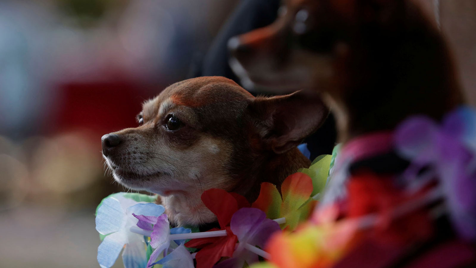 Kukur Tihar, el festival que celebra a los perros