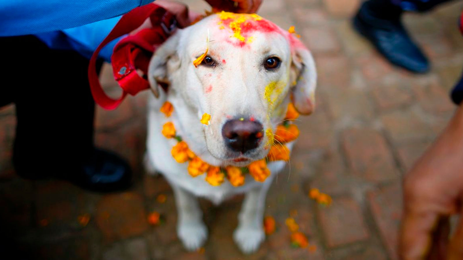 Kukur Tihar, el festival que celebra a los perros