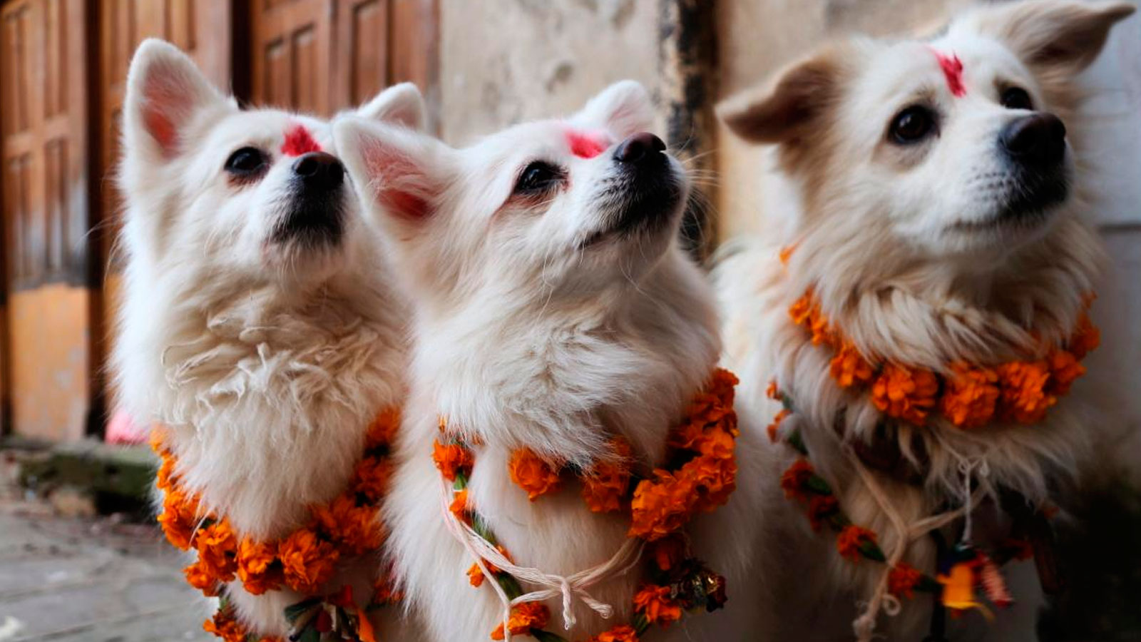 Kukur Tihar, el festival que celebra a los perros