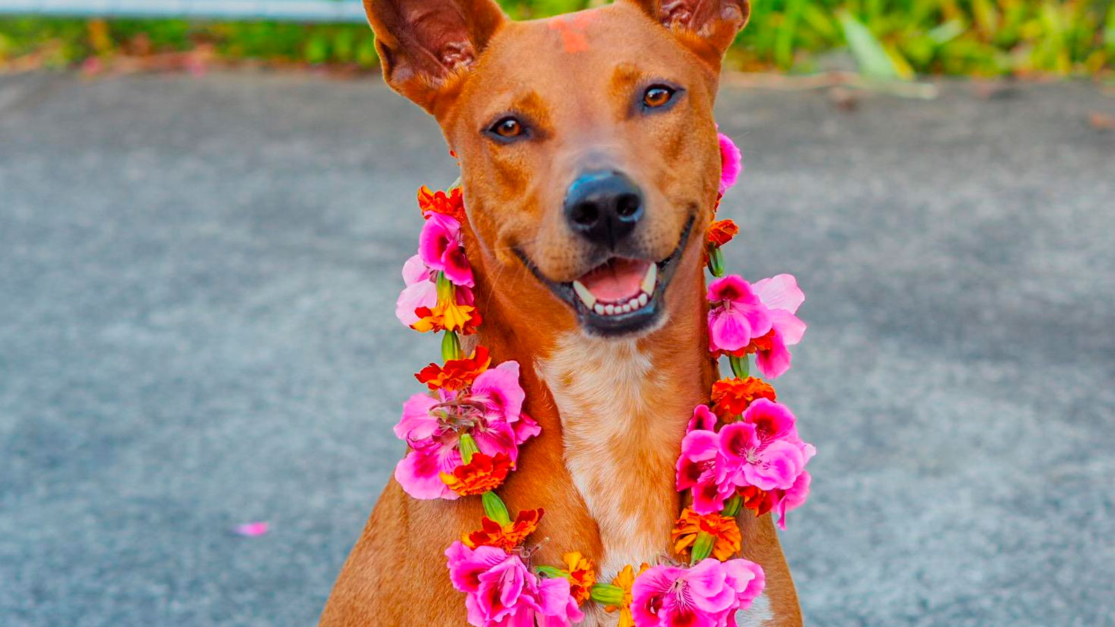 Kukur Tihar, el festival que celebra a los perros
