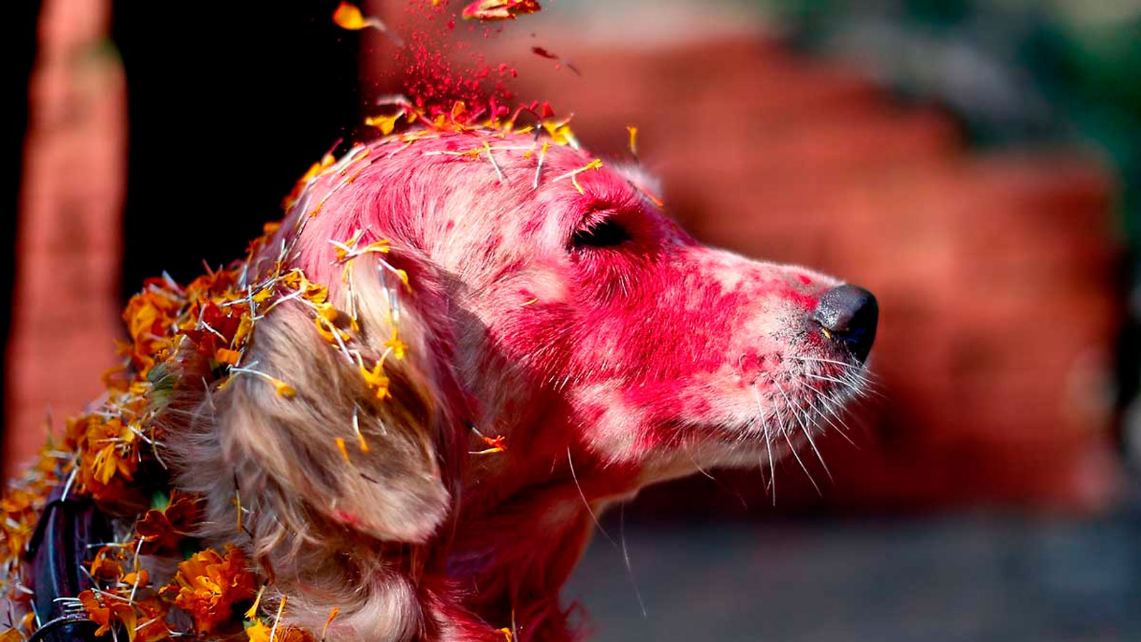 Kukur Tihar, el festival que celebra a los perros