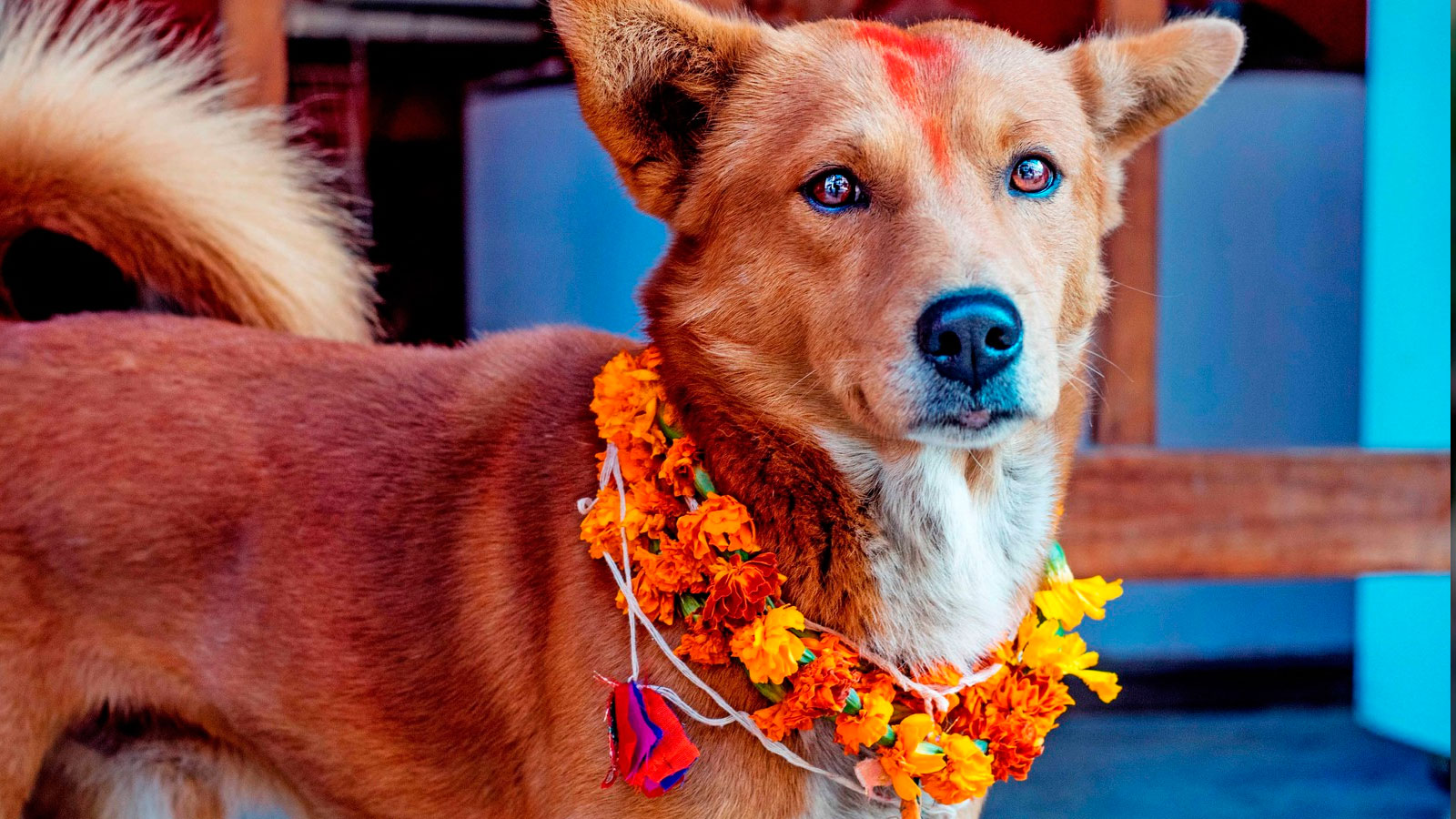 Kukur Tihar, el festival que celebra a los perros