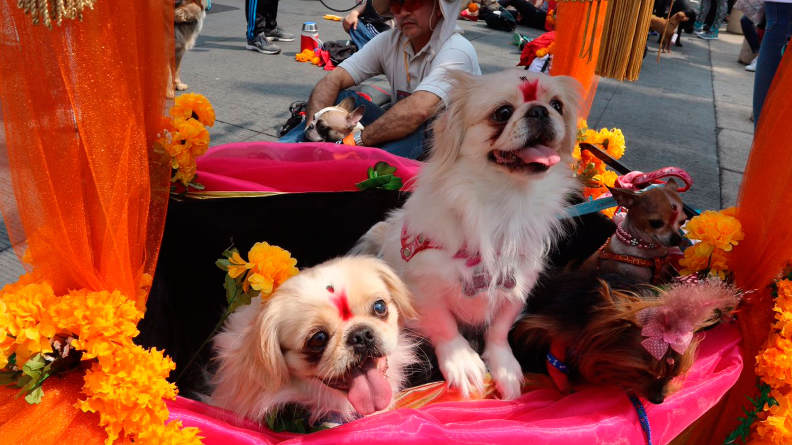 Kukur Tihar, el festival que celebra a los perros
