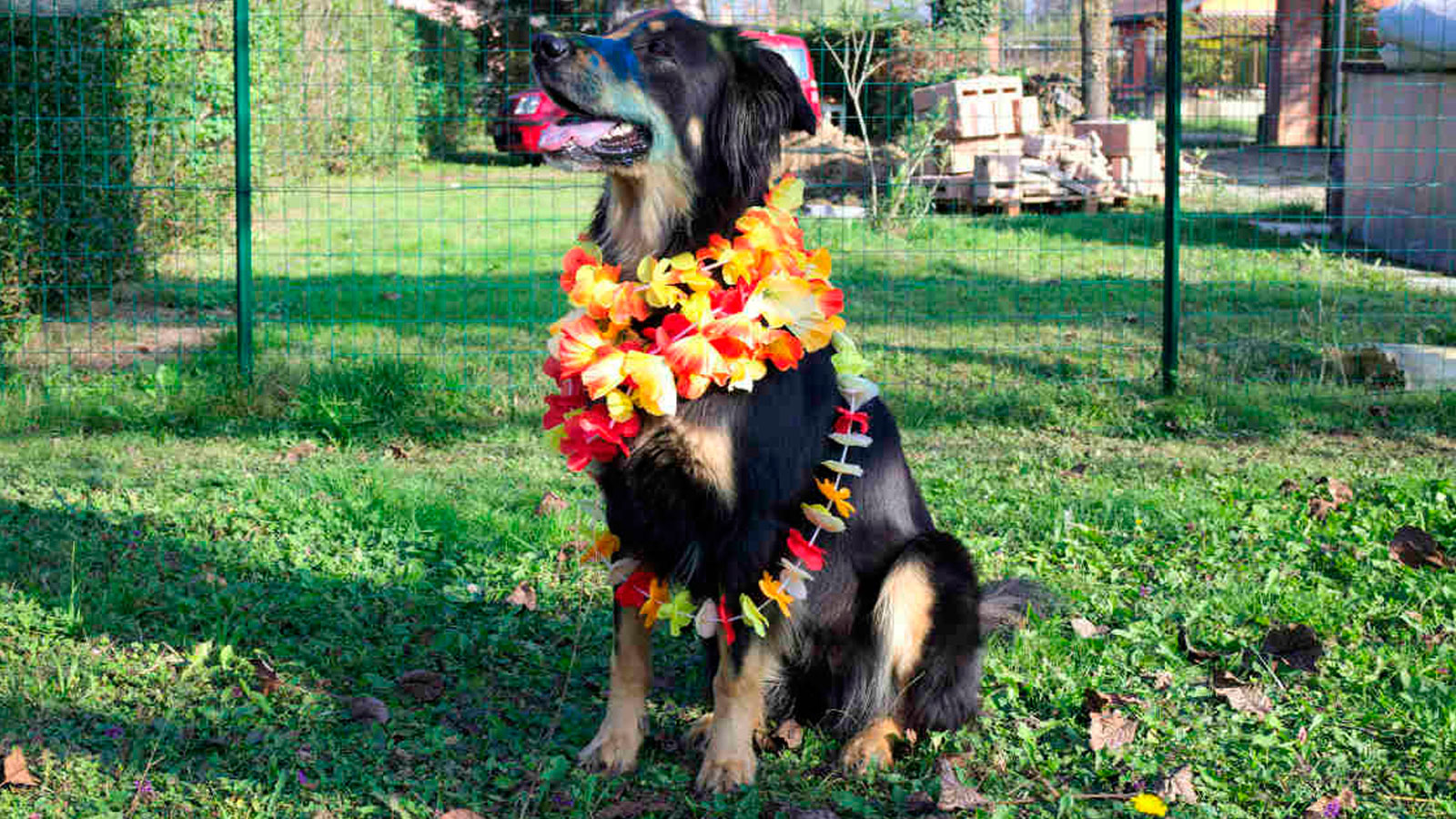 Kukur Tihar, el festival que celebra a los perros