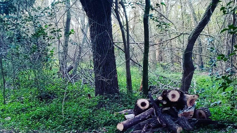 Algunos depredadores se arrepienten y dejan la leña cortada antes de huir.