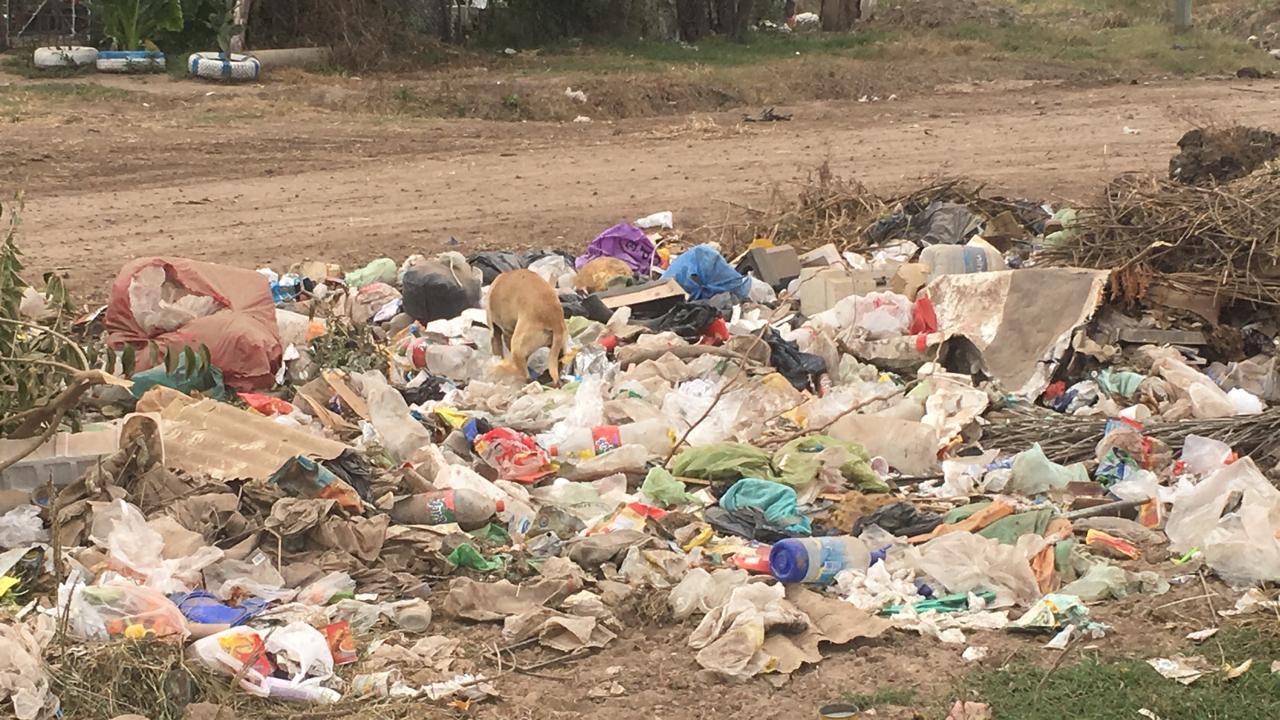 El perro se pierde entre tanta basura.