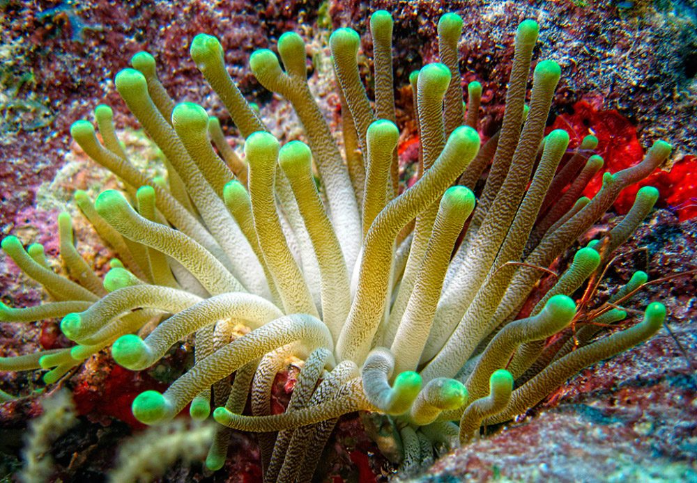 Descubren los genes que impiden que los corales lleguen a ser medusas