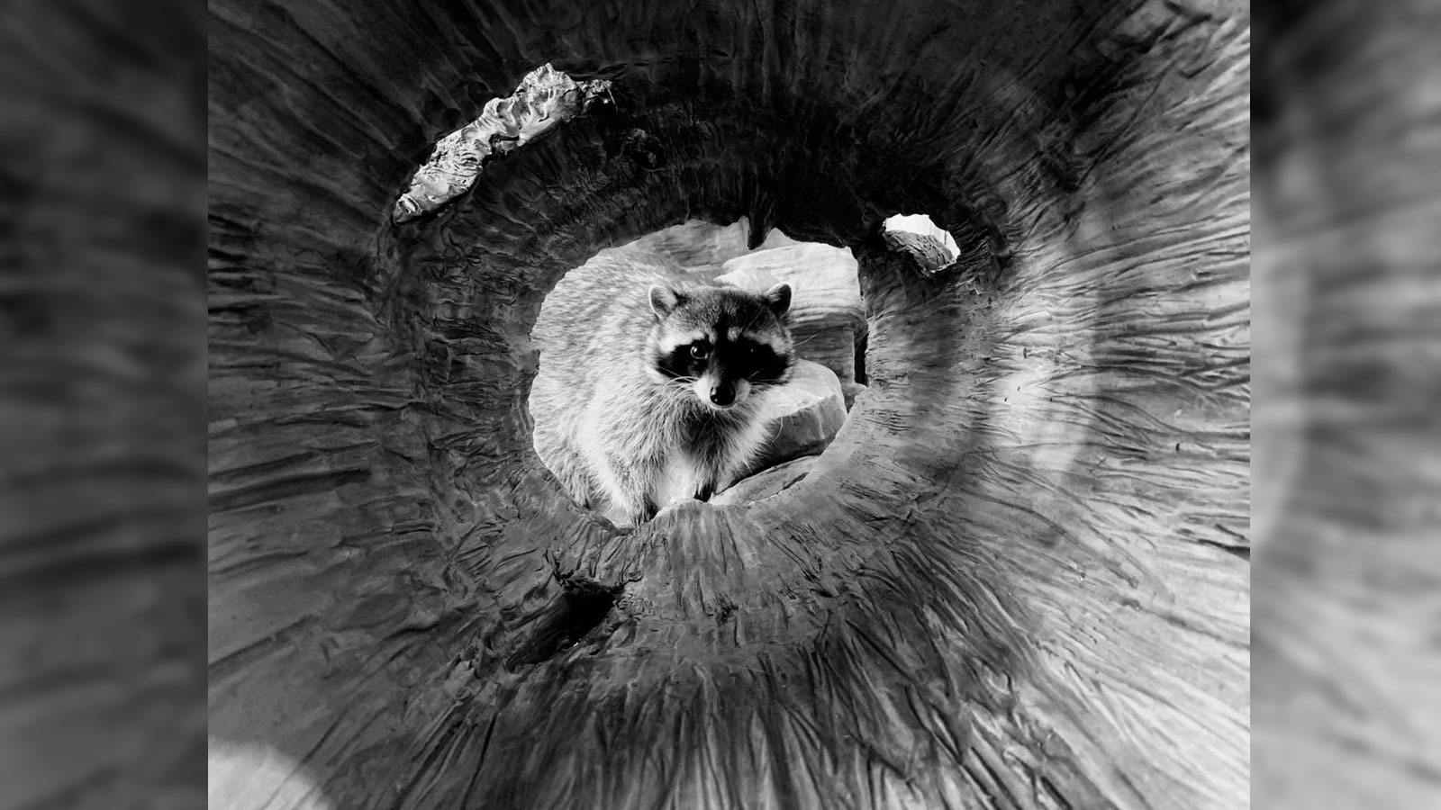 Las imágenes ganadoras del concurso "Shot on iPhone" de Apple