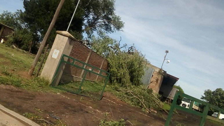 Árboles caídos, imagen repetida en todas las calles.