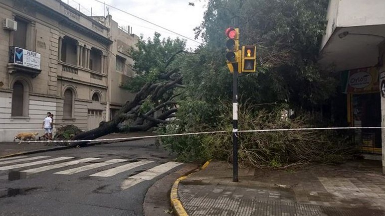 Un árbol cayó el domingo en Dorrego y Pellegrini. Ya fue removido.