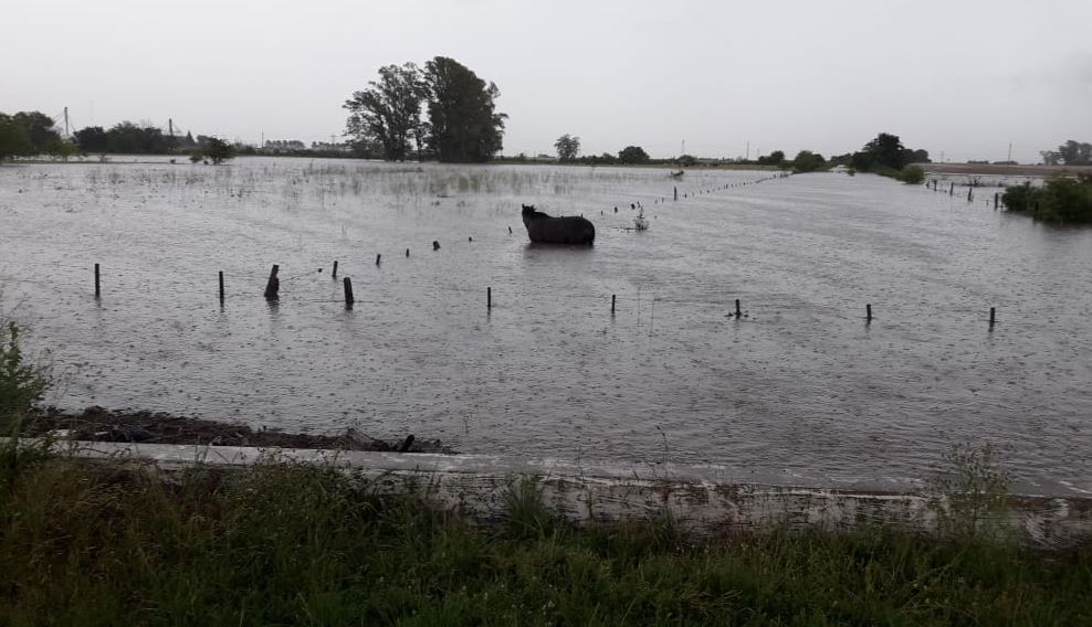 El temporal afecta a la región: campos anegados en Barrancas.