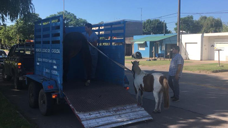 El equipo de Sanidad Animal hoy está parcialmente parado.