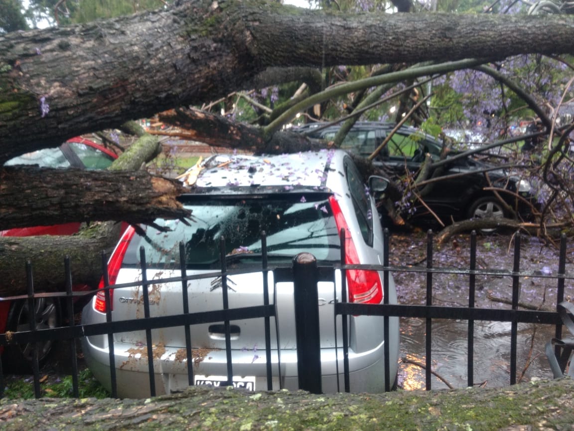 Un árbol cayó sobre cinco autos estacionados frente a Tribunales