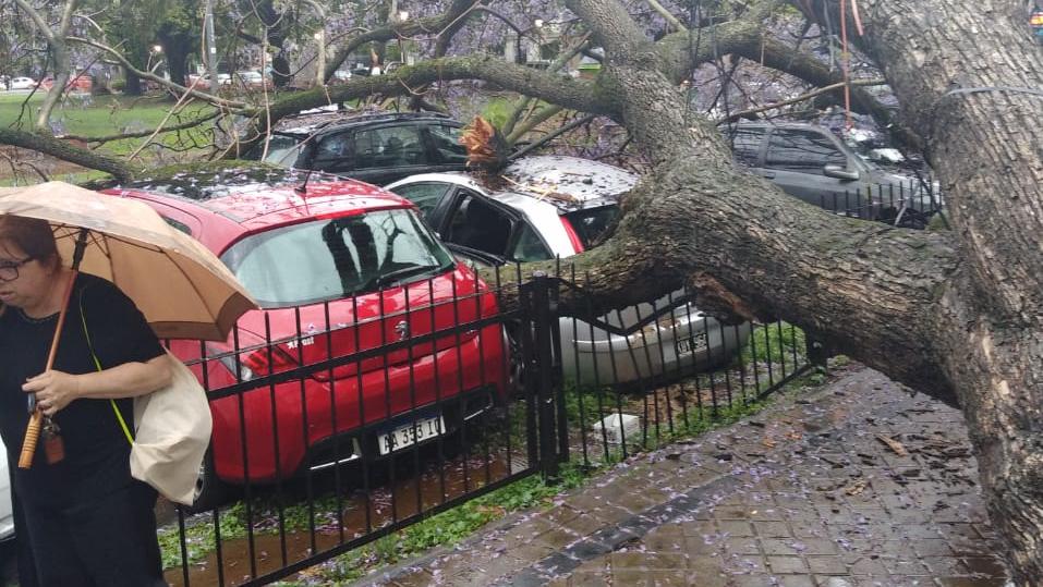 Un árbol cayó sobre cinco autos estacionados frente a Tribunales