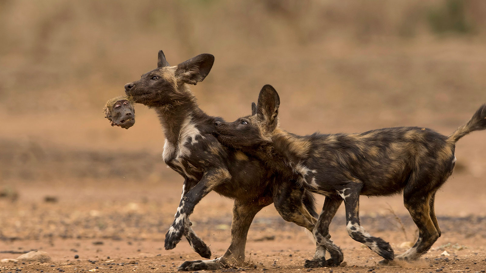 Fotografías ganadoras del "Wildlife Photographer of the Year 2018"