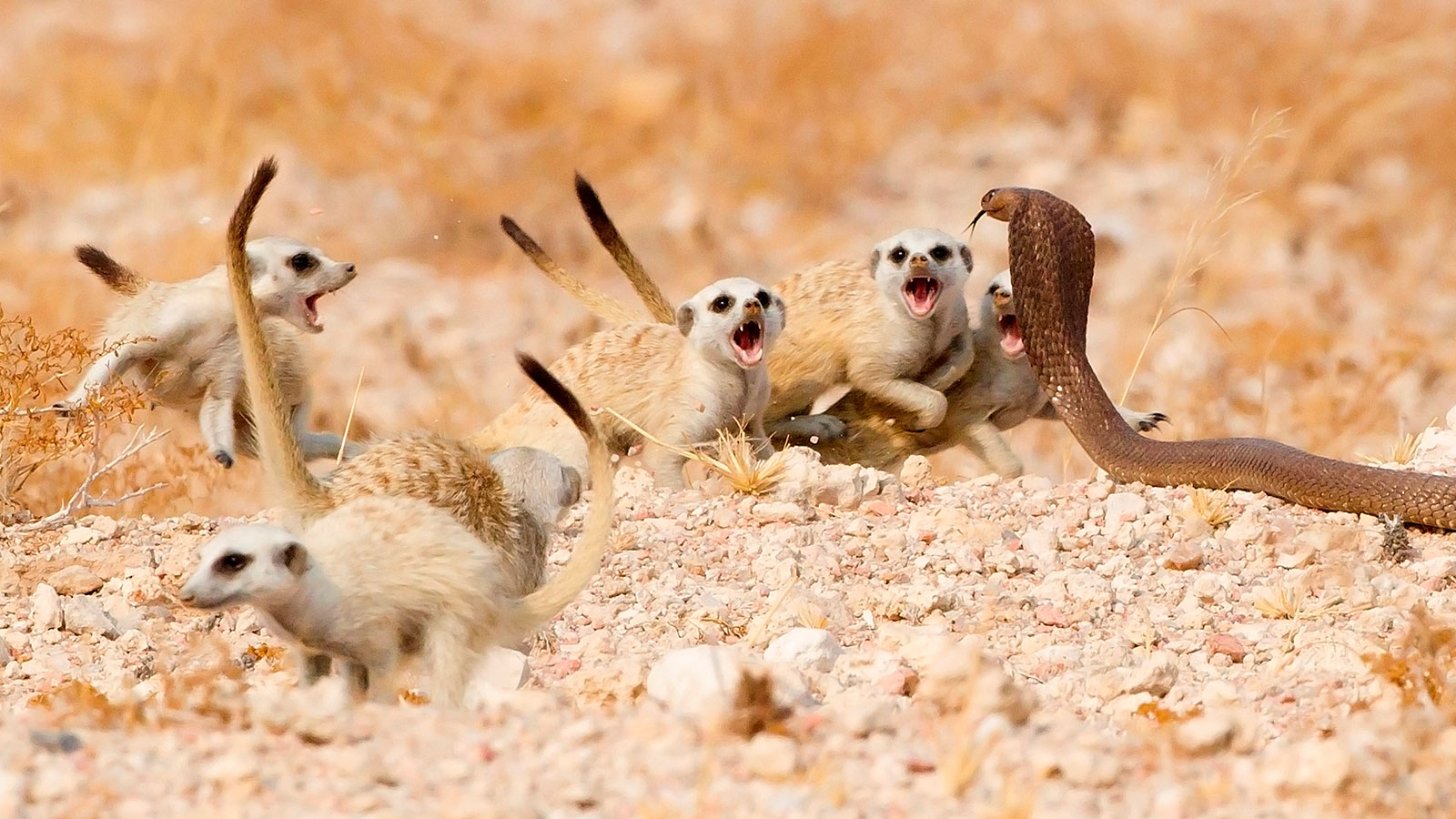 Fotografías ganadoras del "Wildlife Photographer of the Year 2018"