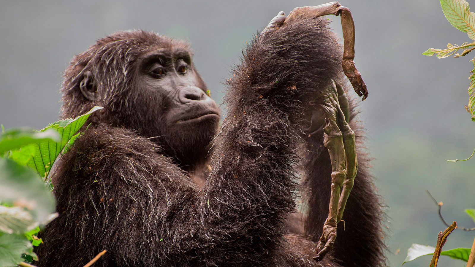 Fotografías ganadoras del "Wildlife Photographer of the Year 2018"