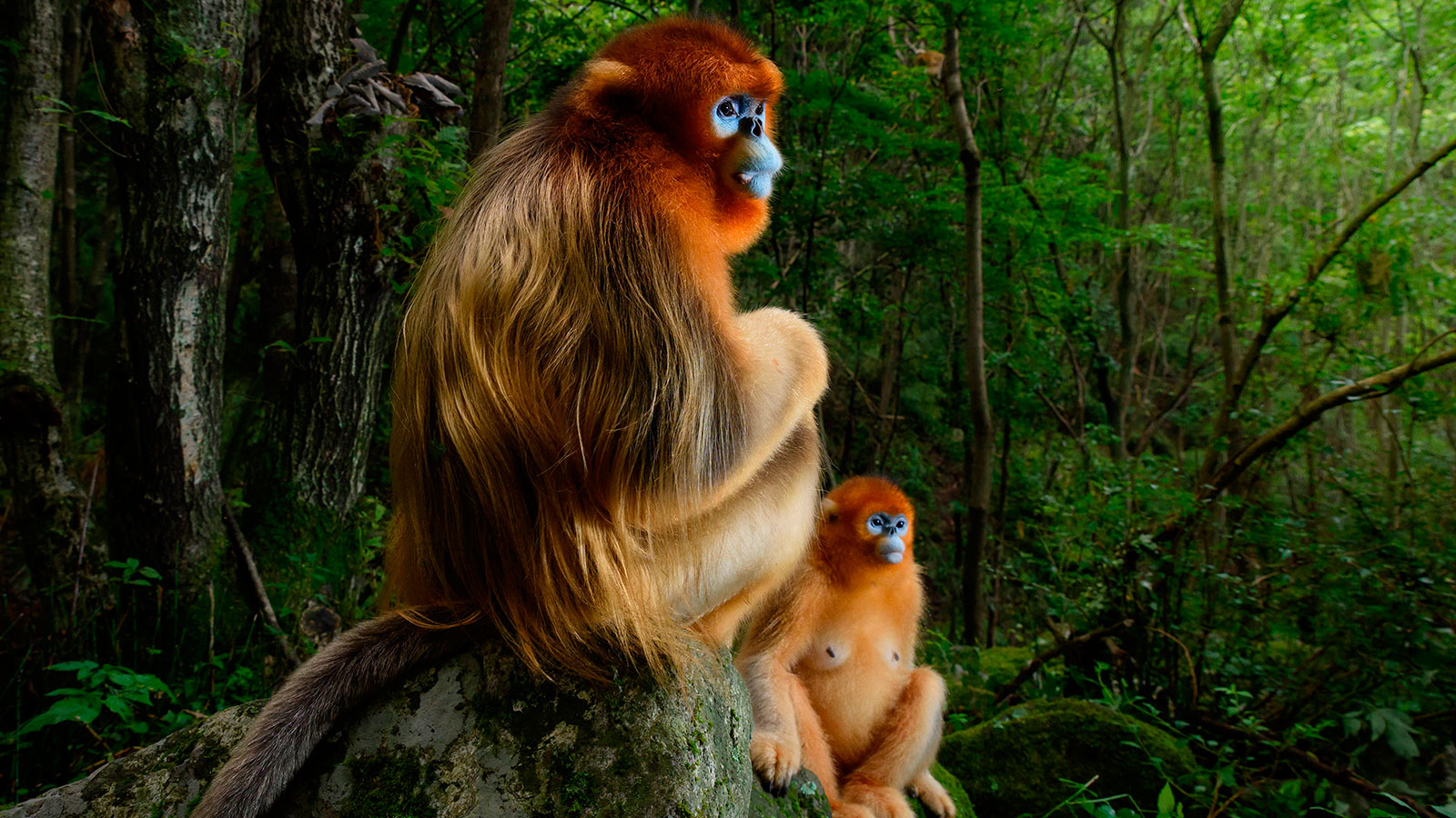 Fotografías ganadoras del "Wildlife Photographer of the Year 2018"