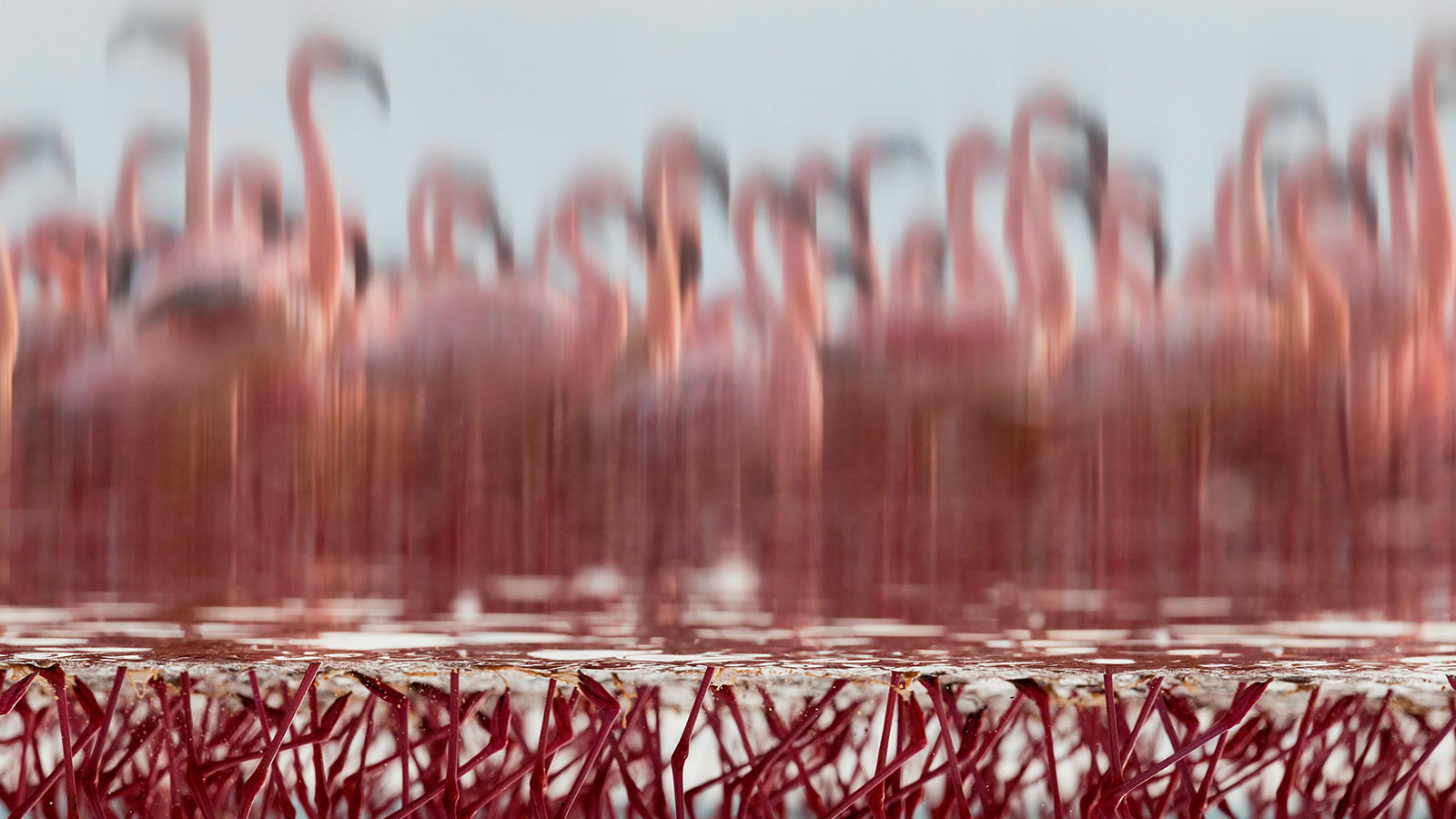 Fotografías ganadoras del "Wildlife Photographer of the Year 2018"
