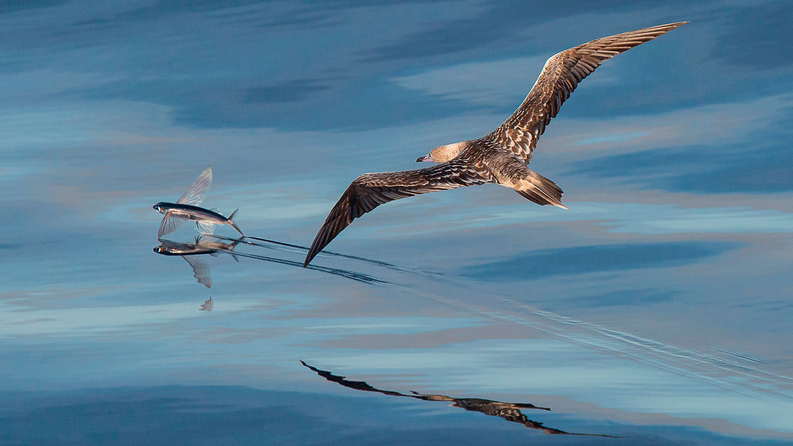 Fotografías ganadoras del "Wildlife Photographer of the Year 2018"