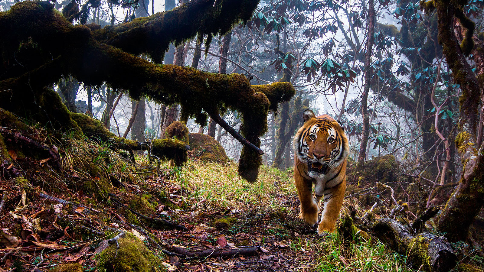 Fotografías ganadoras del "Wildlife Photographer of the Year 2018"
